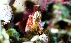 Raja Ampat 2019 - DSC08288_rc - Marbled shrimp complex- Crevette marbree - Saron spp